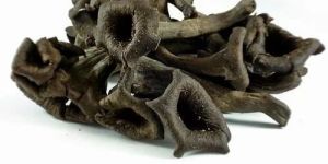 Fresh Black Mushroom