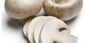 Fresh Button Mushroom