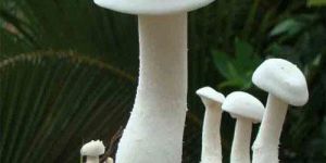 Fresh Milky White Mushroom