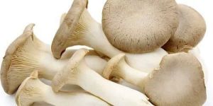 Fresh Oyster Mushroom