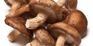 Fresh Shiitake Mushroom