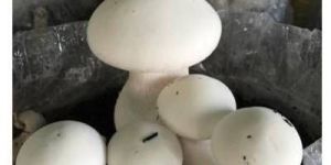 Natural Fresh Milky Mushroom