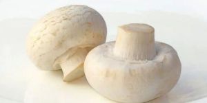 Organic Milky Mushrooms