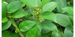 Care-O-Lives Diabacare