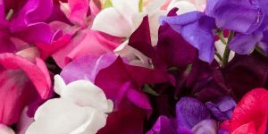Sweet Pea Seeds