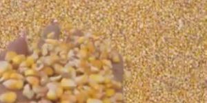 Yellow Corn Animal Feed
