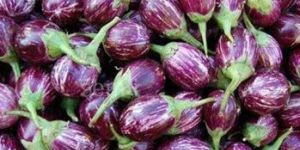 Brinjal