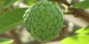 Custard Apple