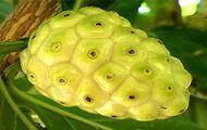 Morinda Citrifolia Fruits