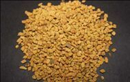 Trigonella Foenum Graecum Seeds