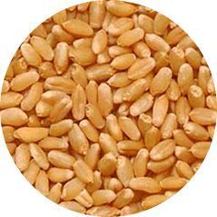 Wheat