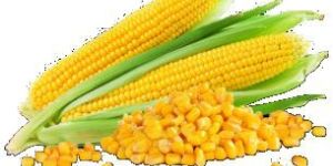 Yellow Maize Corn
