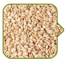 Sesame Seed