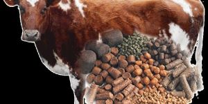 Cattle Feed