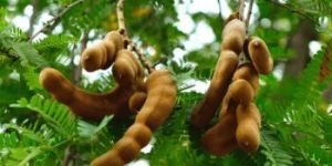 Fresh Tamarind