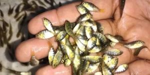Monosex Tilapia Fish Seeds