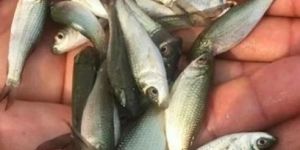 Mrigal Carp Fish Seeds