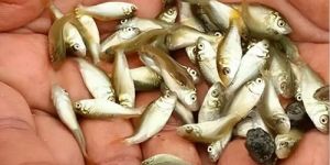 Mrigal Fish Seeds
