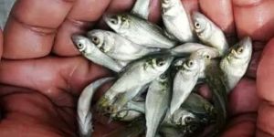 Katla Fish Seeds