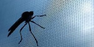 Window Insect Screen