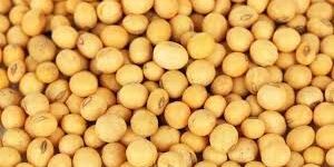 Soyabean