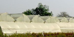 Naturally Ventilated PolyHouse- NVPH
