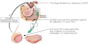 Hypogonadotropic Hypogonadism Treatment