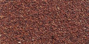 Raw Ragi