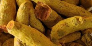 Rajapuri Turmeric Stick