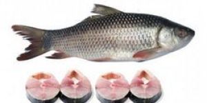 Rohu Fish