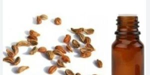 Tomar Seed Essential Oil