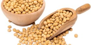 Gmo HUMAN CONSUMPTION ORGANIC SOYBEAN