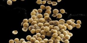 Coriander Seeds