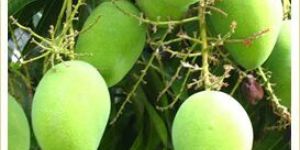 Mango Tree