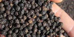 Organic Black Pepper Seeds