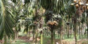 Sumabgala Arecanut Plants
