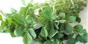 Frozen Fenugreek Cubes