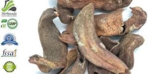 Kakra Singhi Pistacia Integerrima