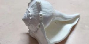 Dakshinavarti Shankh