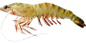 Mandapam Flower Prawn