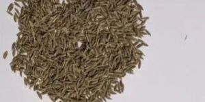 Cumin Seed