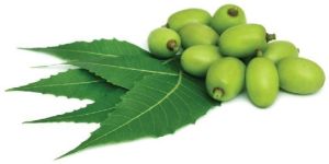Neem Oil