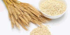 Wheat Germ Oil