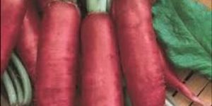 Pink Radish Seeds
