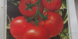 NAMDHRI4266 TOMATO