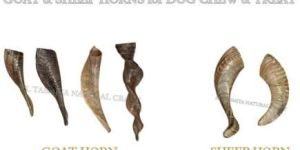Natural Sheep Horns