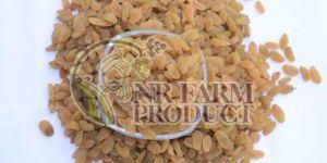 Premium Golden Raisins