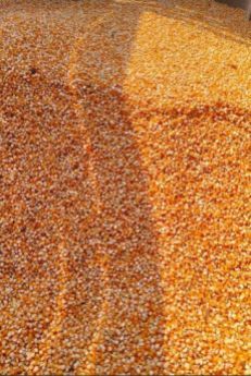 Yellow Corn Maize