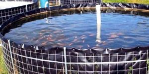 Biofloc Setup Services