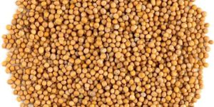 Yellow Mustard Seed